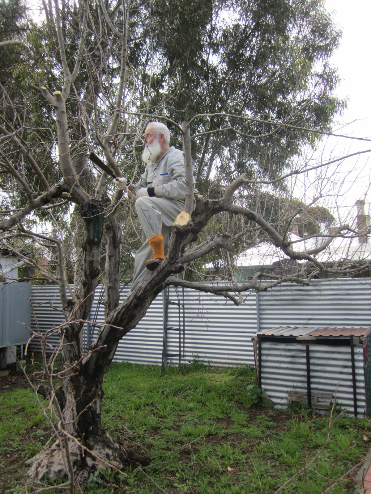 Br Martyn pruning tree