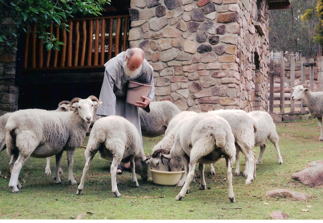 sheep